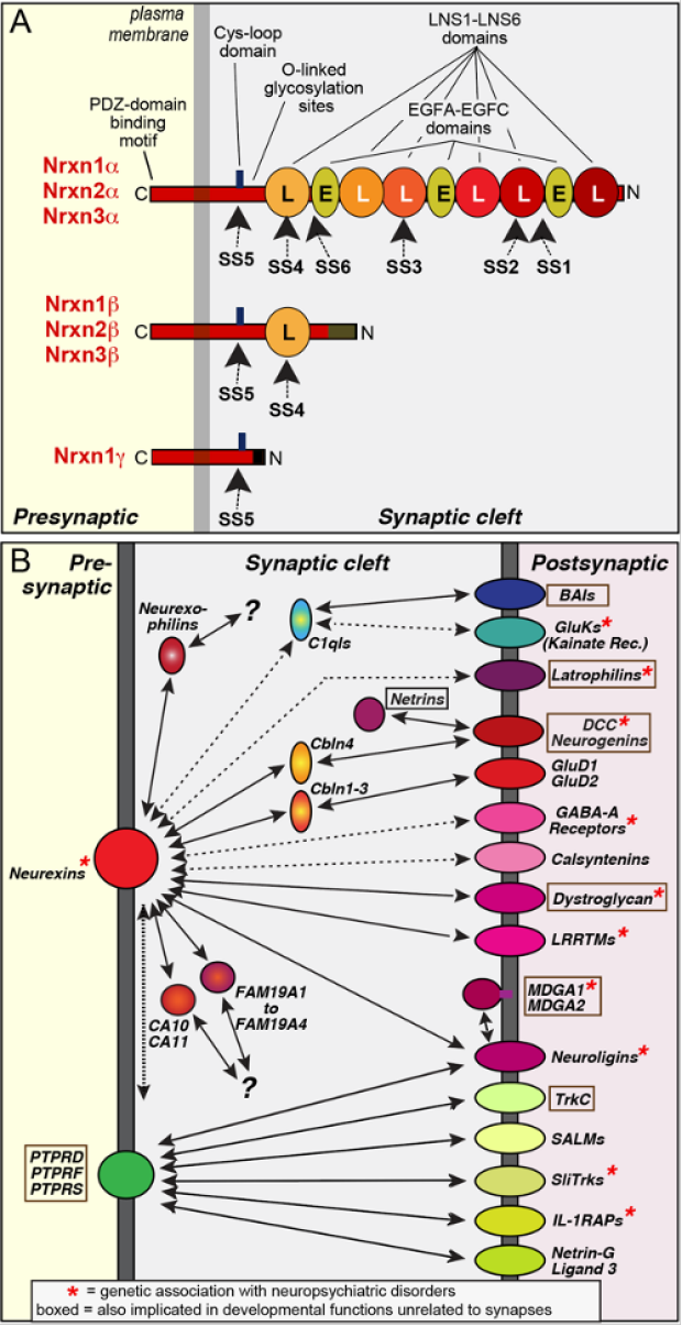 Neurexin Complexes